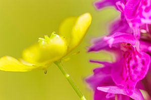 Riet orchis met boterbloem
