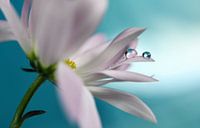 In turquoise Company, Heidi Westum
