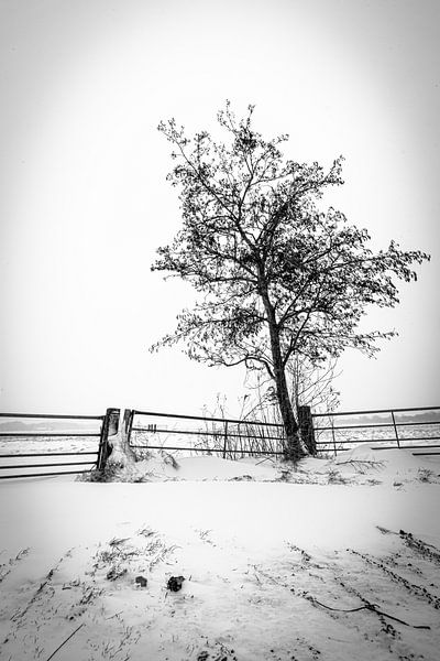 Entrance of meadow in the snow by thomaswphotography