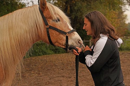 Fotoshoot met lichtbruine Haflinger met beige manen