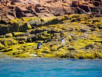 Deux manchots en Patagonie