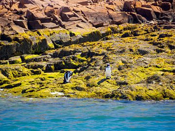 Twee pinguïns in Patagonië van Joost Doude van Troostwijk