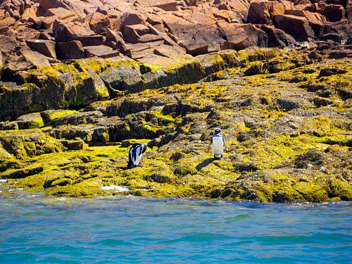 Twee pinguïns in Patagonië