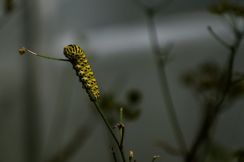 caterpillar by Roy Schmidt