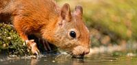 Dorstige eekhoorn van Joke Beers-Blom thumbnail