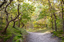Boswandeling Bergerbos, Bergen