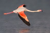 Europese Flamingo (Phoenicopterus roseus) van AGAMI Photo Agency thumbnail