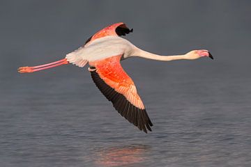 Europese Flamingo (Phoenicopterus roseus) van AGAMI Photo Agency