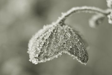 Horstensia van Shutterbalance