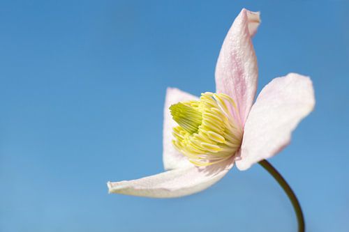 Bloem van de Clematis Montana Rubens
