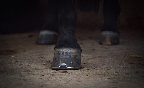 hoef van een paard