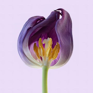 Tulipe ouverte sur Klaartje Majoor