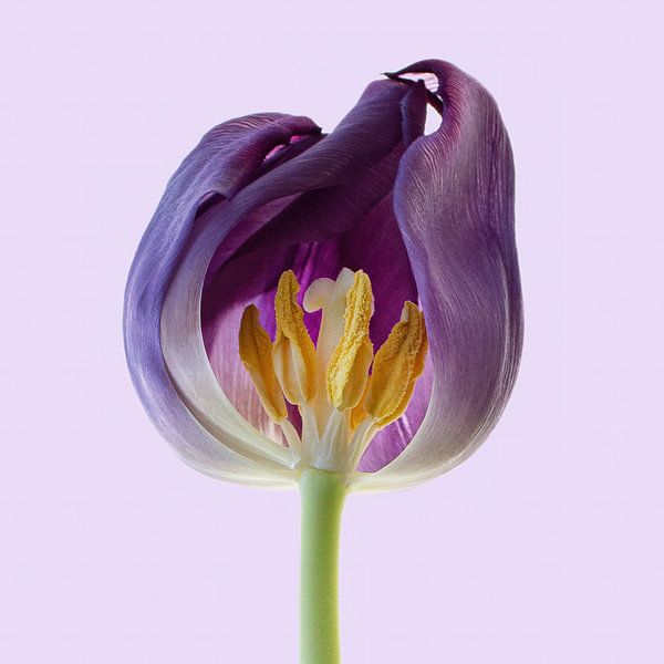Tulipe ouverte par Klaartje Majoor