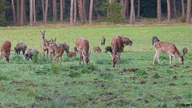 Herten, Zwijnen sur Gijs van Veldhuizen