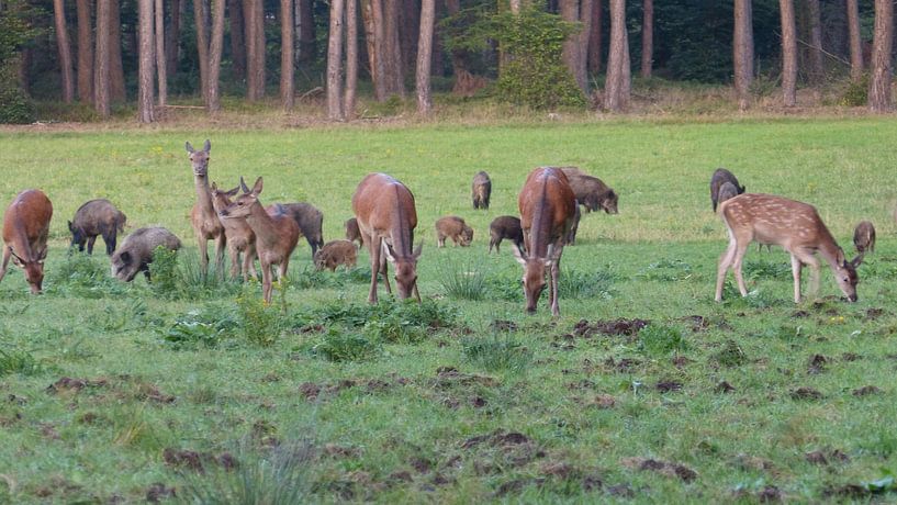 Herten, Zwijnen von Gijs van Veldhuizen