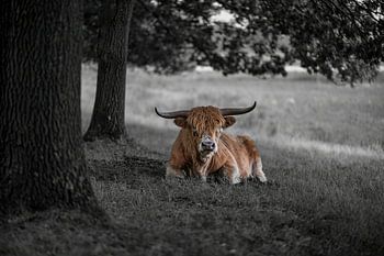 Schotse hooglander ligt tussen de bomen