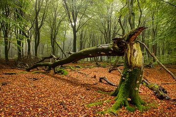 Fallen tree in a beech tree forest by Sjoerd van der Wal Photography