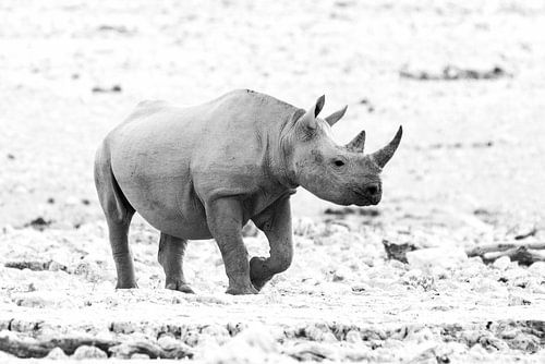 Neushoorn op rotsvlakte in zwart wit | Wildlife Natuurfotografie Afrika