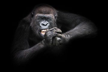 De ijver en het doorzettingsvermogen van een vrouwelijke gorilla die met ontbloot gebit en met dicht van Michael Semenov