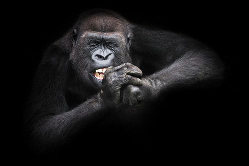 The diligence and perseverance of a female gorilla with bared teeth and squinting, closing her eyes 
