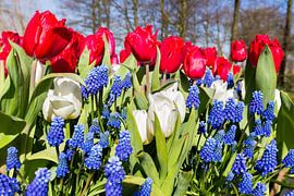 Tulips and grape hyacinths with national colors red white blue in spring by Ben Schonewille