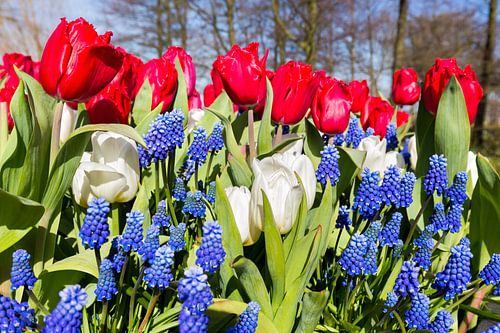 Tulips and grape hyacinths with national colors red white blue in spring