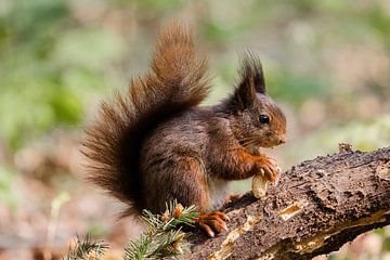 Eekhoorn in het bos. van Janny Beimers