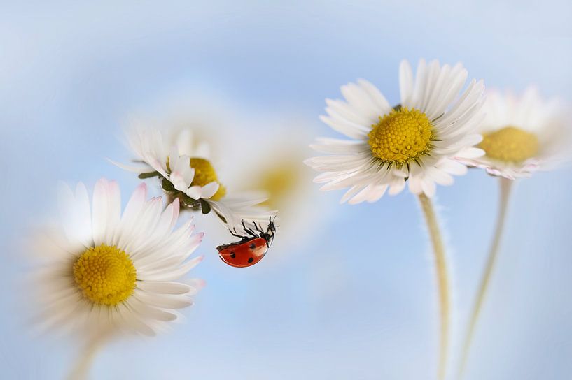 Marienkäfer und Gänseblümchen von Ellen van Deelen