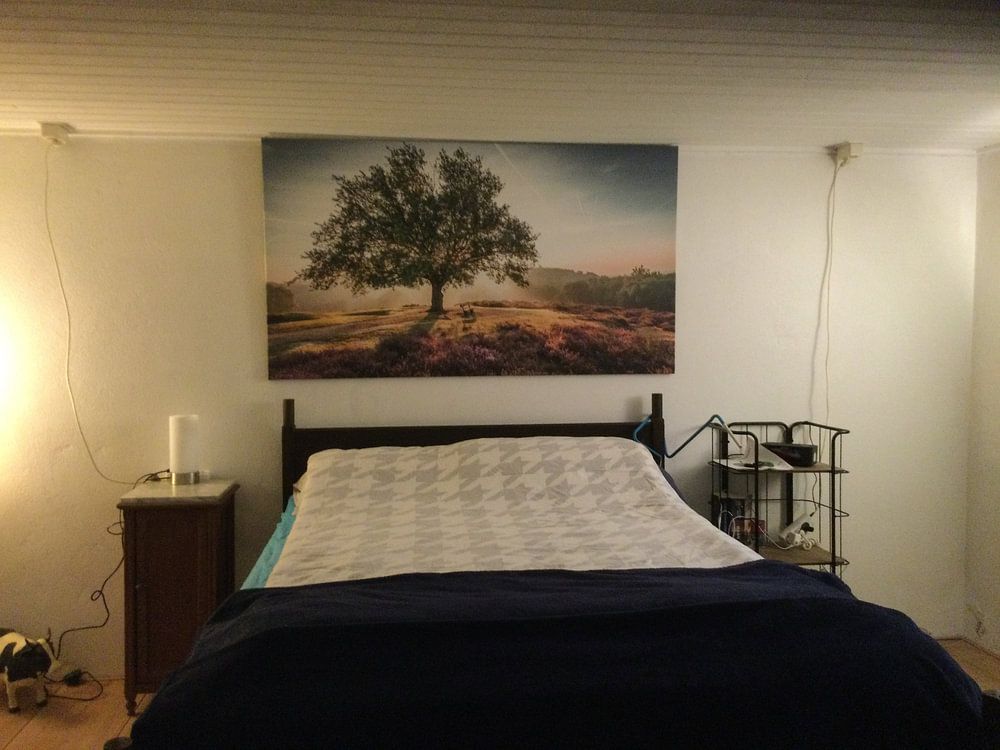 Strahlende Sonne hinter einem Baum auf der violetten Mookerheide  von Michel Seelen 