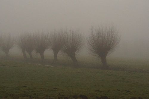 knotwilgen in de mist