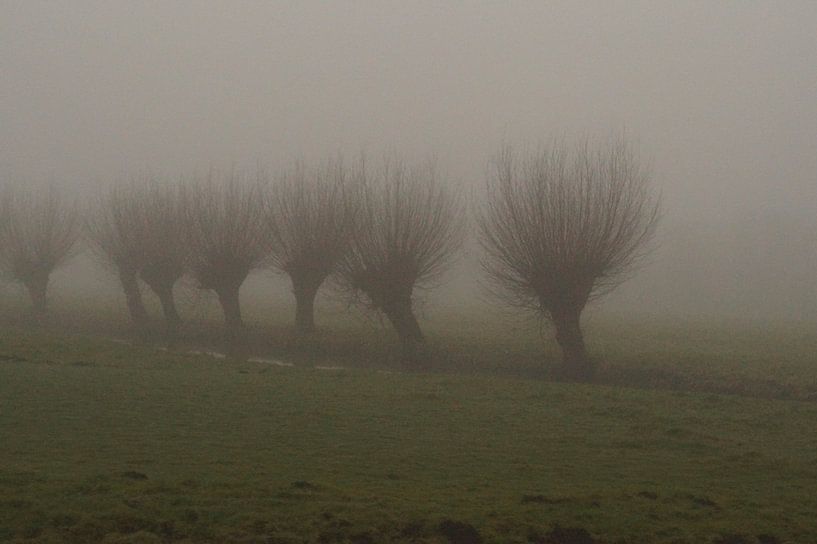 pollard willows in the fog by wil spijker