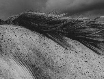 Impression eines Pferdes in Schwarz und Weiß von Crystal Clear