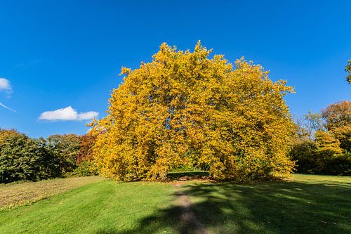 Plantain dans le parc du château de Putbus