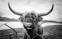 Schotse hooglander van Daphne Jonkers thumbnail