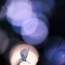 Vlindertje nabij zonsondergang van Bob Daalder
