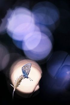 Vlindertje nabij zonsondergang