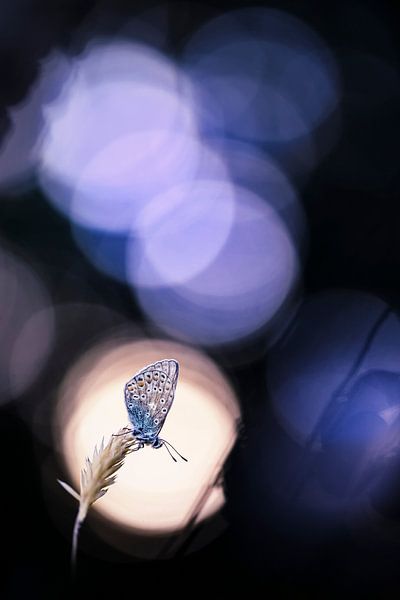 Papillon près du coucher du soleil par Bob Daalder