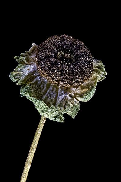 Upcycled Beauty - Cheesewort - Malva - by Christophe Fruyt