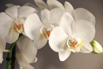 white orchids by Cora Unk