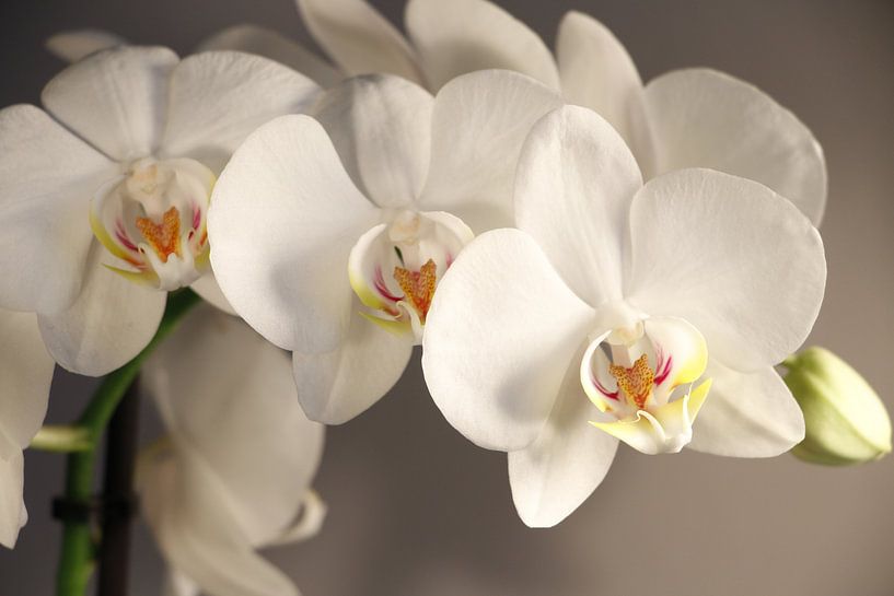 orchidées blanches par Cora Unk