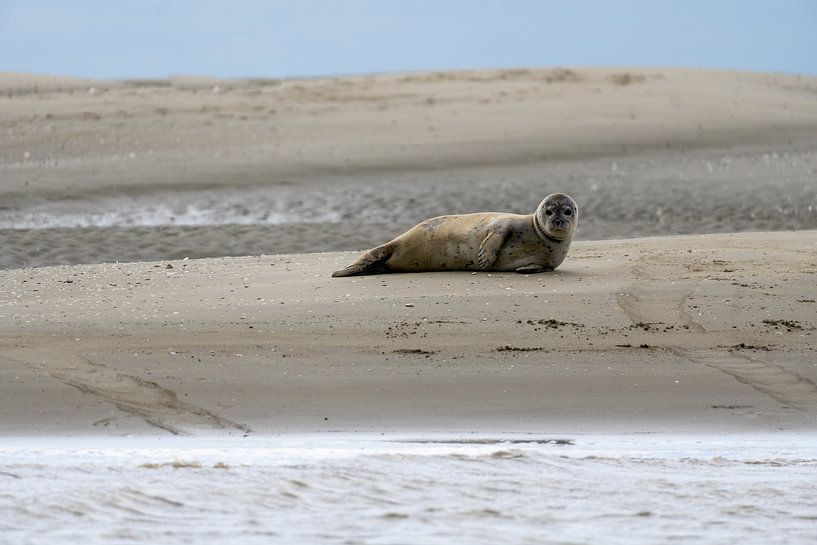 Siegel von Maaike Krimpenfort
