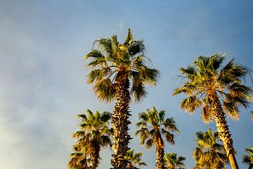 Palm trees in de ondergaande zon van Wim Brauns