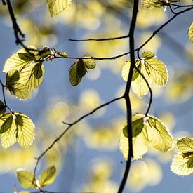 Des feuilles de hêtre fraîches se détachant sur le ciel bleu sur Ankie Kooi