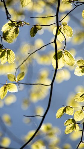 Des feuilles de hêtre fraîches se détachant sur le ciel bleu
