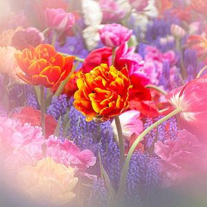 Stehend in der Mitte (Rote gelbe Tulpe)