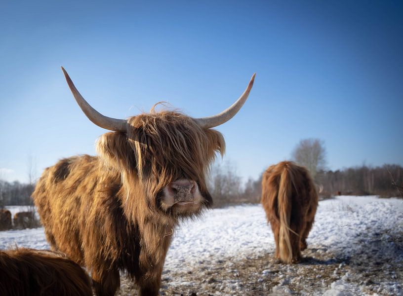 Schottische Highlander von Daphne Jonkers
