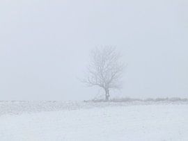 Baum   by Ilona Picha-Höberth