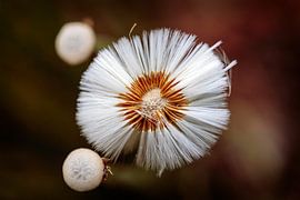 Feuille de petits sabots sur Rob Boon