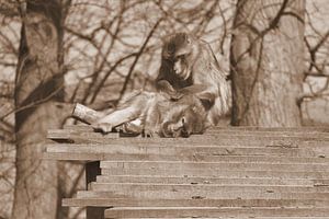 Berberaffen beim Schürfen in Sepia