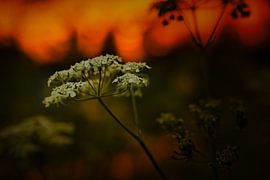 Kuh-Petersilie (liegend) von Joran Quinten